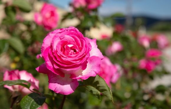 Roses