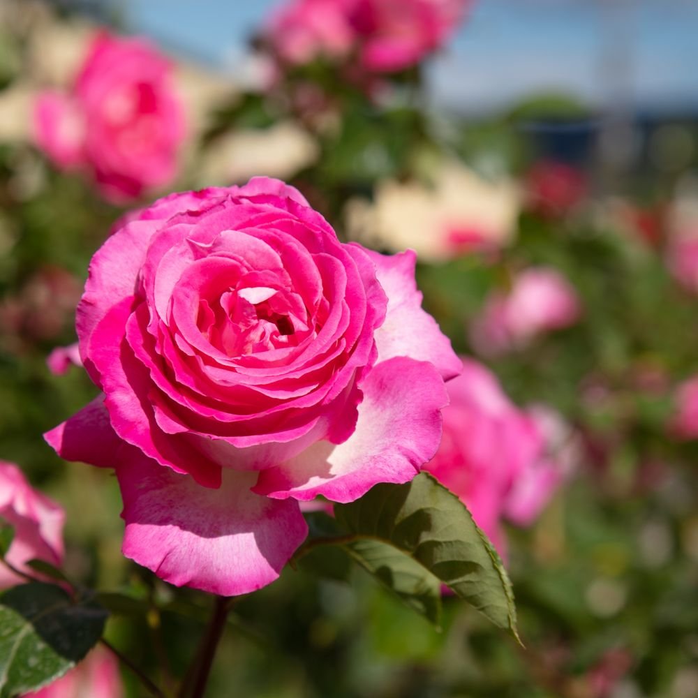 Roses